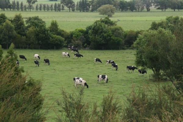 Holstein dairy cows grazing on green pasture