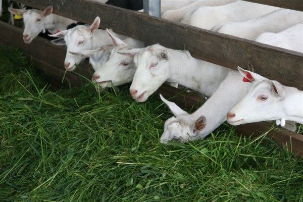 White goats feeding at a trough