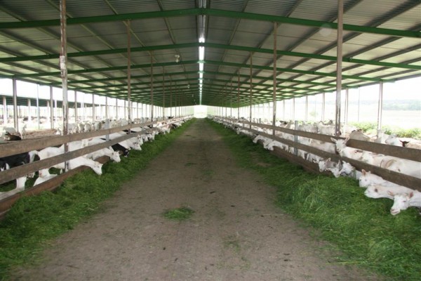 Goats in a long covered livestock shed