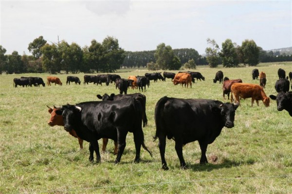 Black and red cattle grazing in a paddock