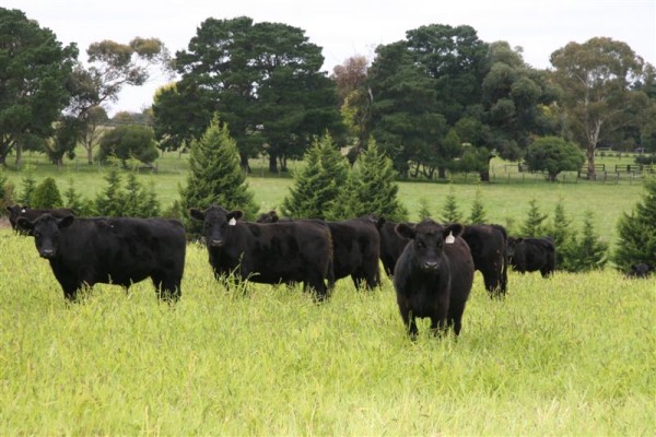 Black Angus cattle on green pasture
