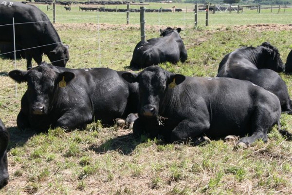 Black cattle resting in a grassy paddock