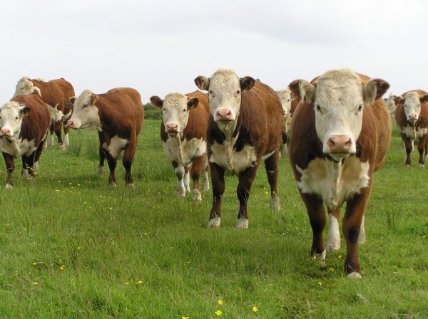 Hereford cattle standing in a green paddock