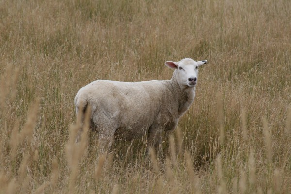 A sheep standing in long dry grass