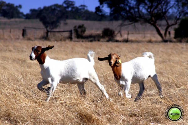 Two Boer goats in a dry paddock