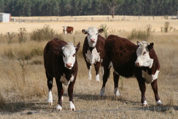 Hereford cattle in a dry paddock