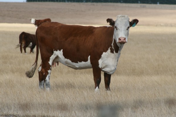 A Hereford cow in a dry paddock