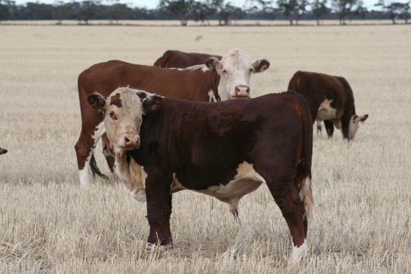 Hereford cattle grazing in dry grass