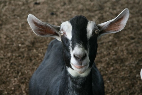 Close-up of a black and white goat