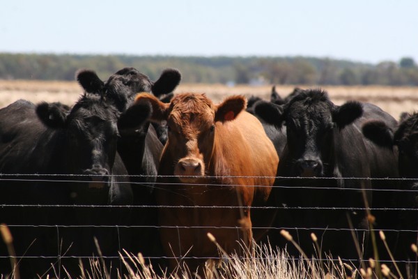 Black and red cattle standing at a fence