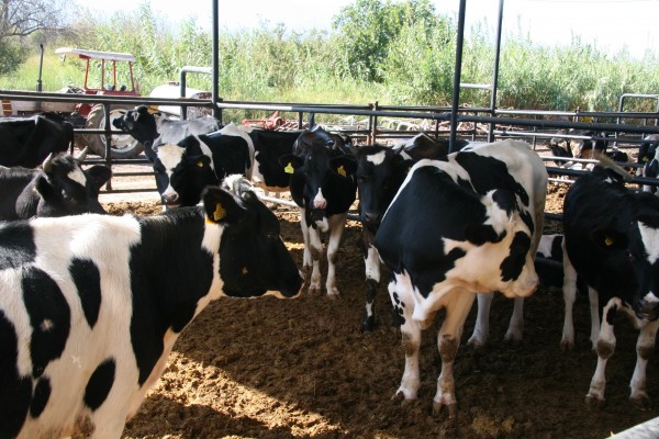 Holstein cattle feeding in a yard