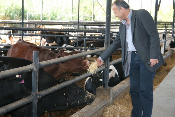 A man inspecting cattle in a feedlot