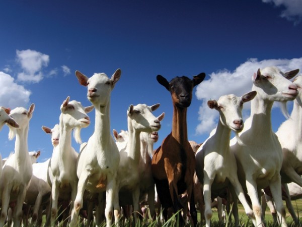 Goats against a blue sky