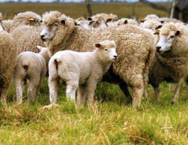 Merino sheep and lambs on pasture