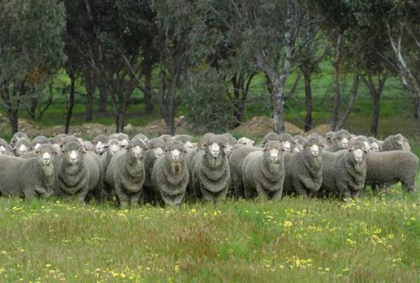 A row of Merino sheep in front of trees