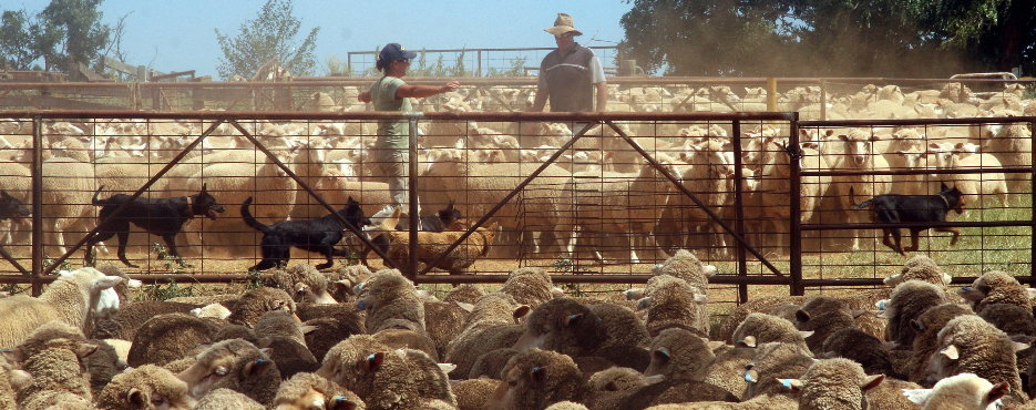 Sheep in stockyards with a stockman