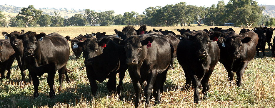A herd of black Angus cattle in a paddock