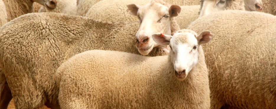 Close-up of Merino sheep
