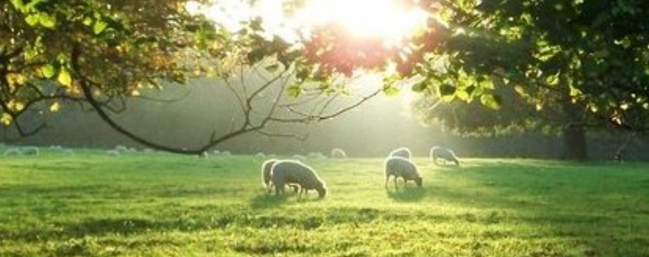 Sheep grazing in a sunlit paddock